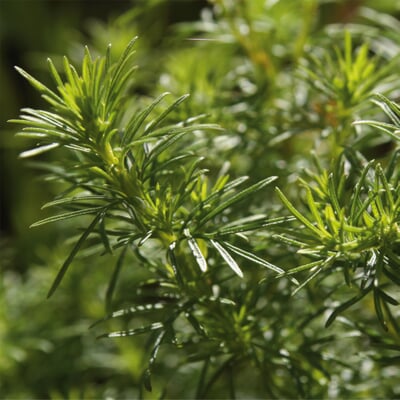 manufactum Saatgut Gemüse und Blumen für Kinder Blitzangebot