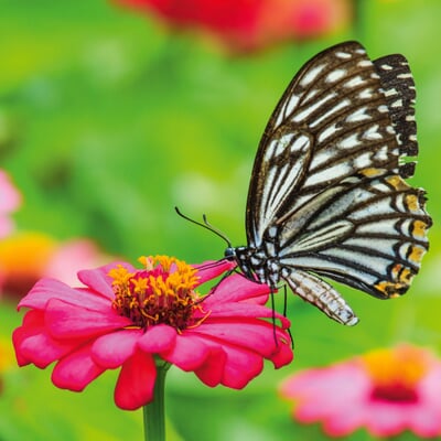 manufactum Bio-Blumensamen Samenwürfel für Schmetterlinge Clearance-Verkauf