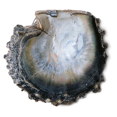 manufactum Halsreif Tahiti-Zuchtperle Anthrazit Sonderangebot