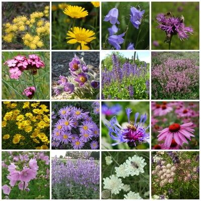 manufactum Kombipaket Heimische Stauden/Stauden für Bienen Schmetterlinge Fabrikladen